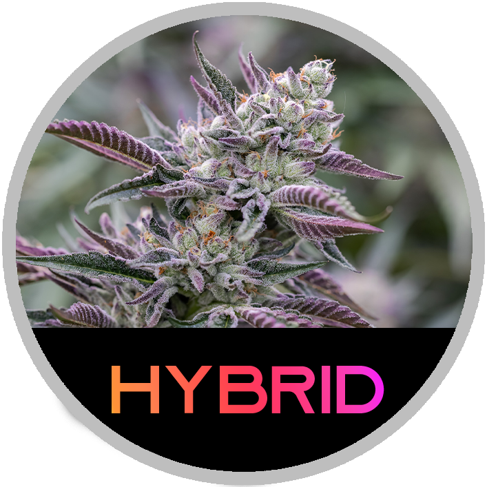 Hybrid