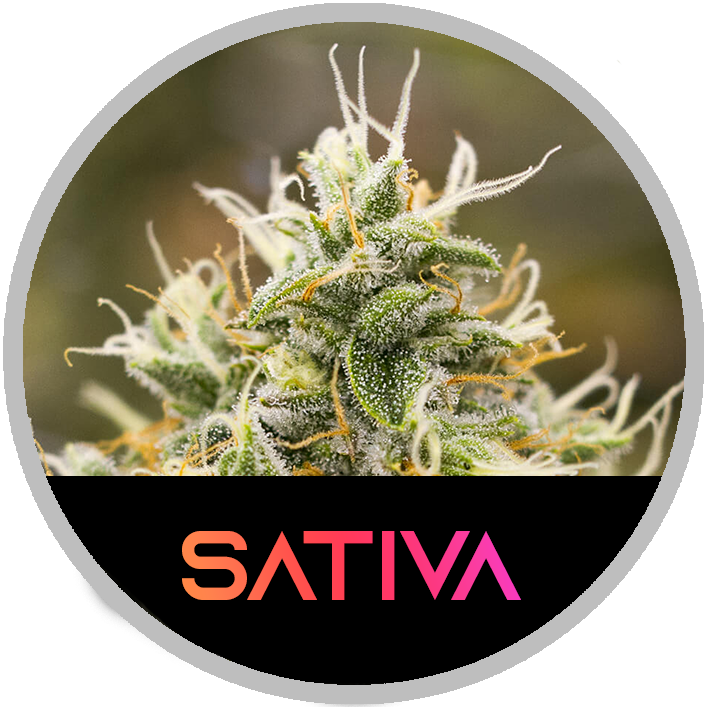 Sativa